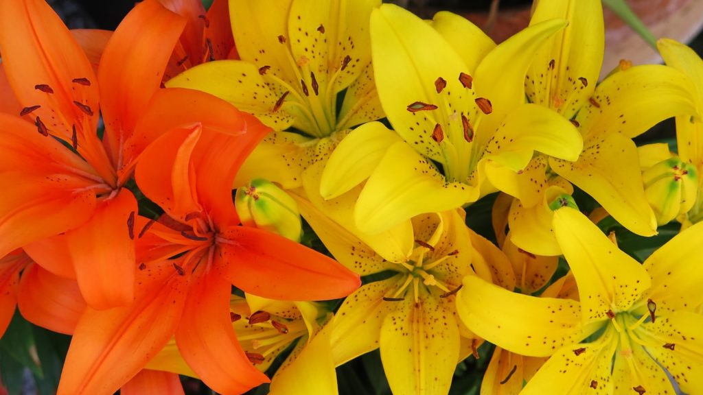 Yellow and orange Peruvian lilies, a form flower