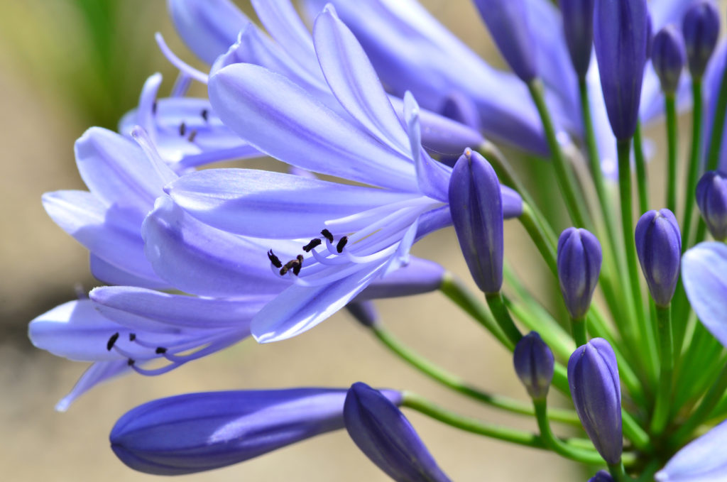 Close up of a purple lily of the nile flower
