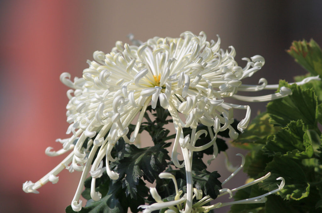White spider mum, a form flower