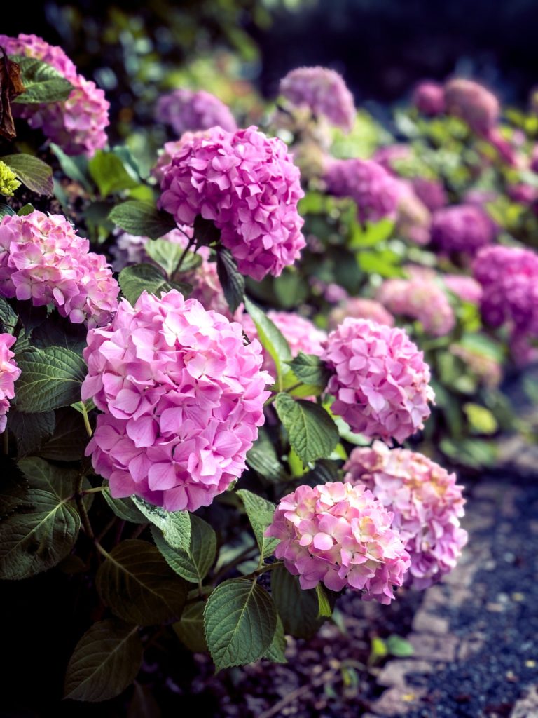 A bunch of purple and pink hydrangeas, a form flower