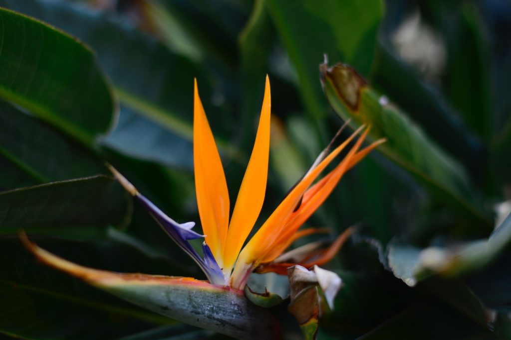 Close up image of birds of paradise or Strelitzia, a form flower