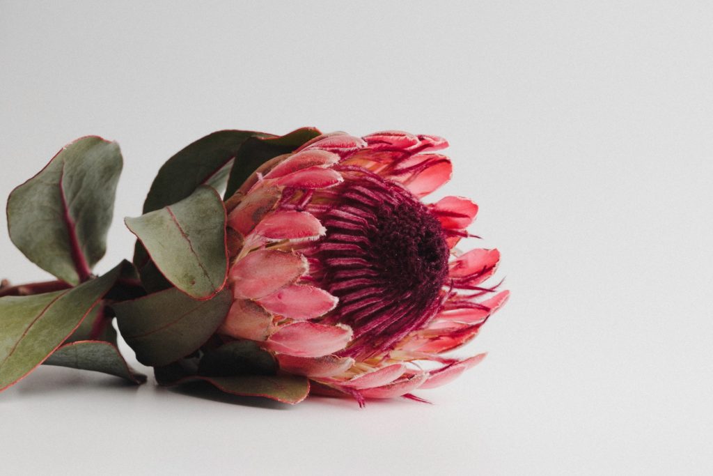 Pink Protea flower, a form flower, laid against a white backdrop
