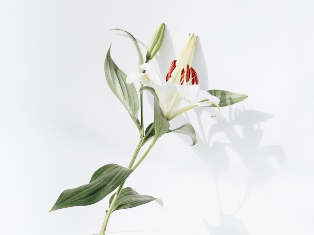 White asiatic lily against a white backdrop