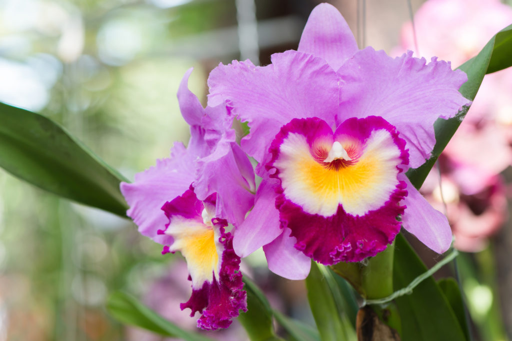 Close up of purple hybrid cattleya orchid, a form flower