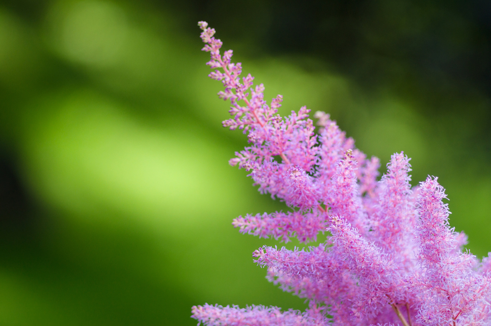 purple Plume Astilbe filler flower