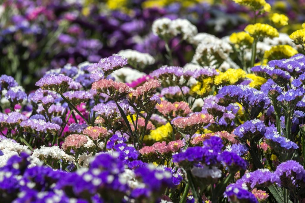 A field of purple, pink, white, and yellow Statice; a filler flower