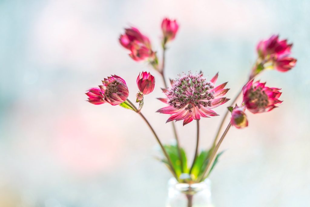 Astrantia filler flower