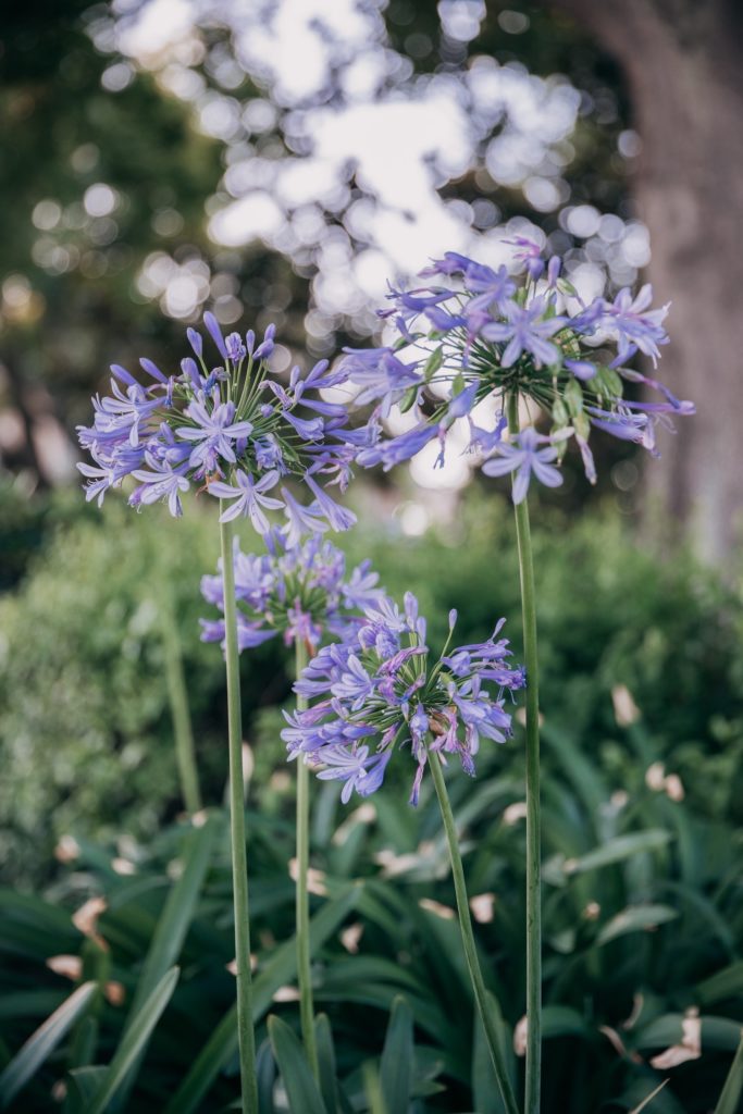 Agapanthus stand tall in a field