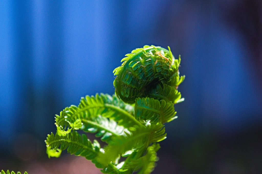Close up of a filler flower, fiddlehead fern, in a garden