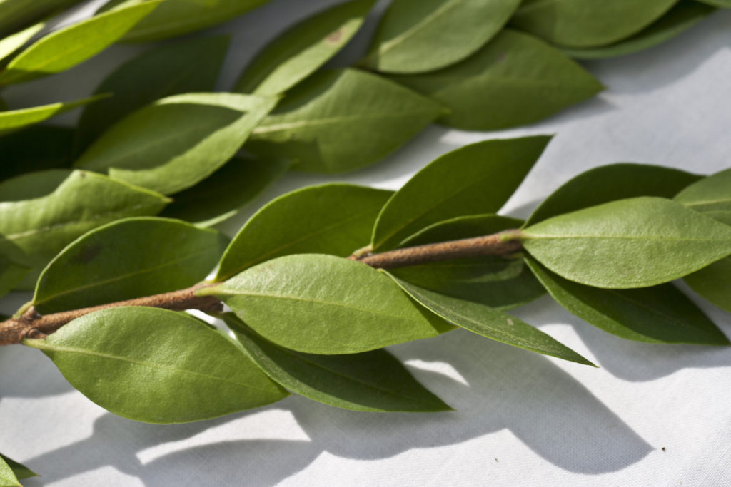 3 branches of Myrtle leaves lay on a white table cloth