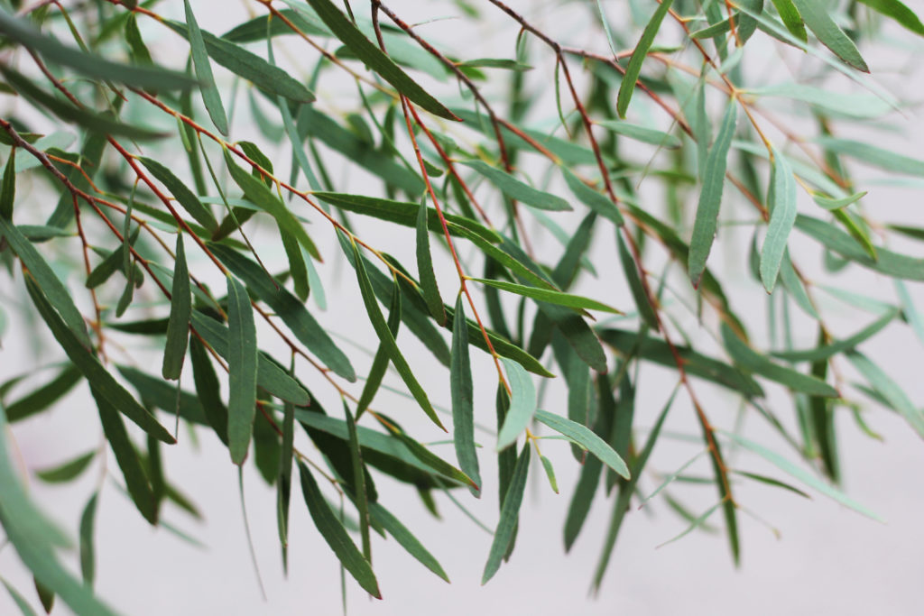 filler flower, Draping Nichol’s willow leaves