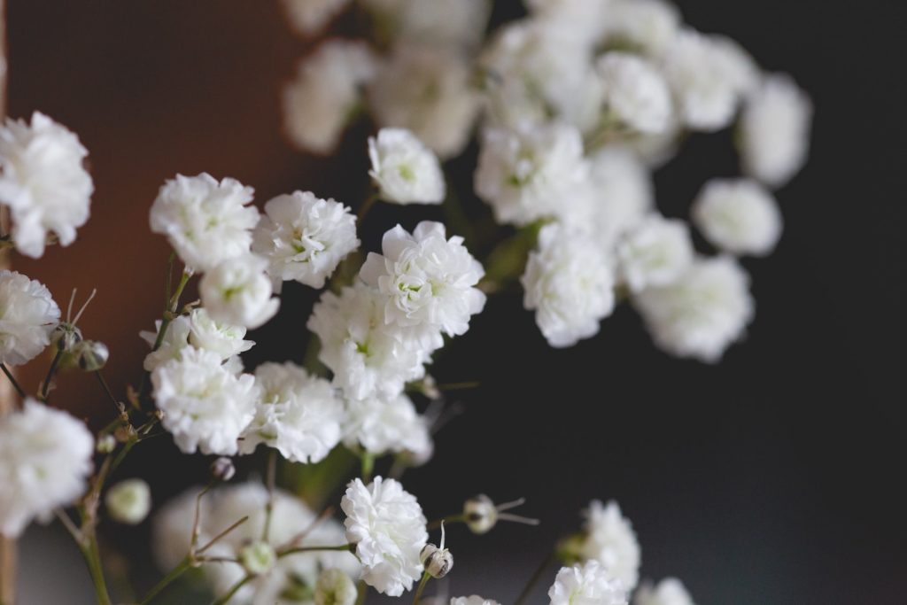 Close up image of baby's breath, a filler flower