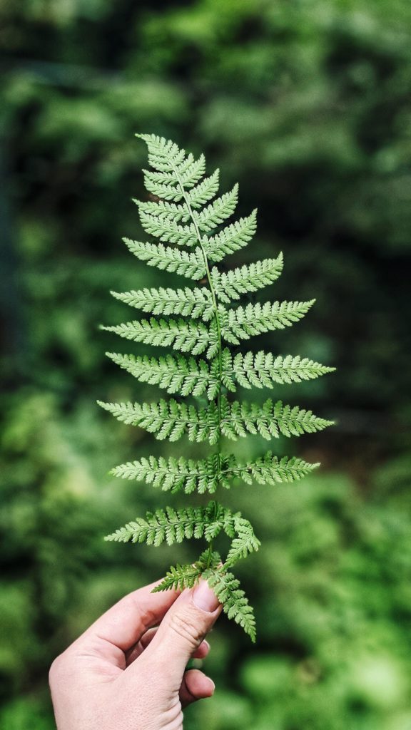 A hand holds up a stem of Sword Fern, a filler flower