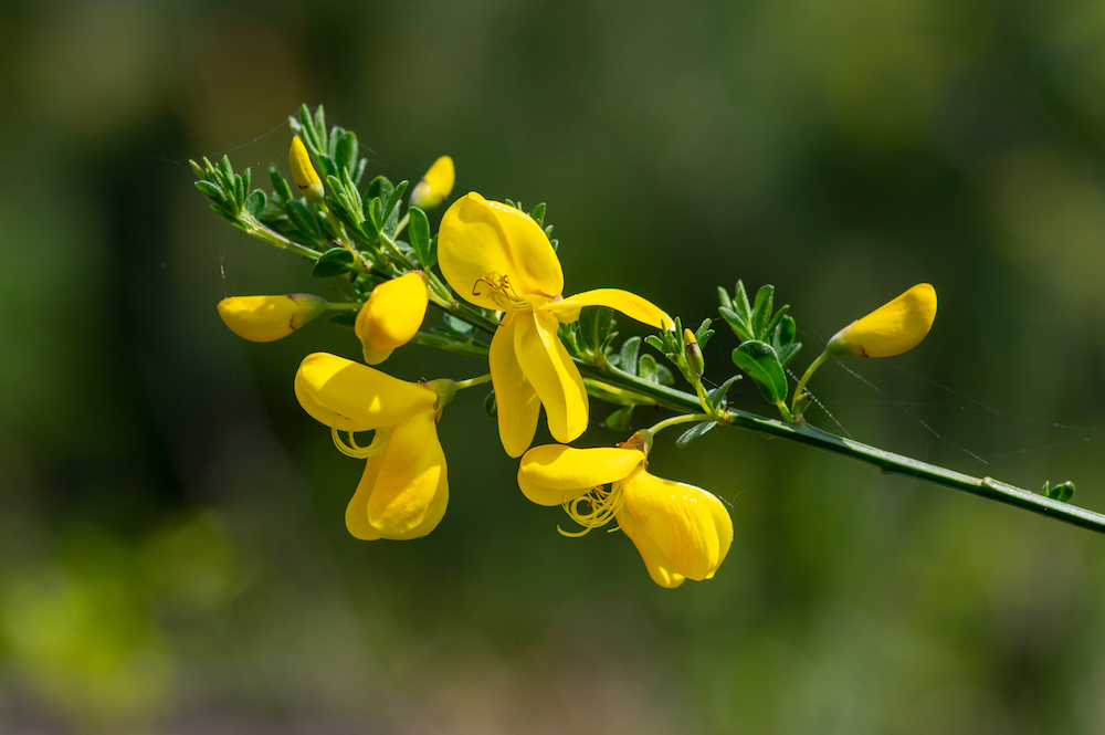 Yellow Ginestas filler flowers