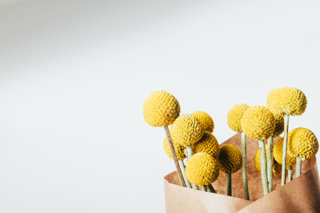 craspedia billy balls filler flowers