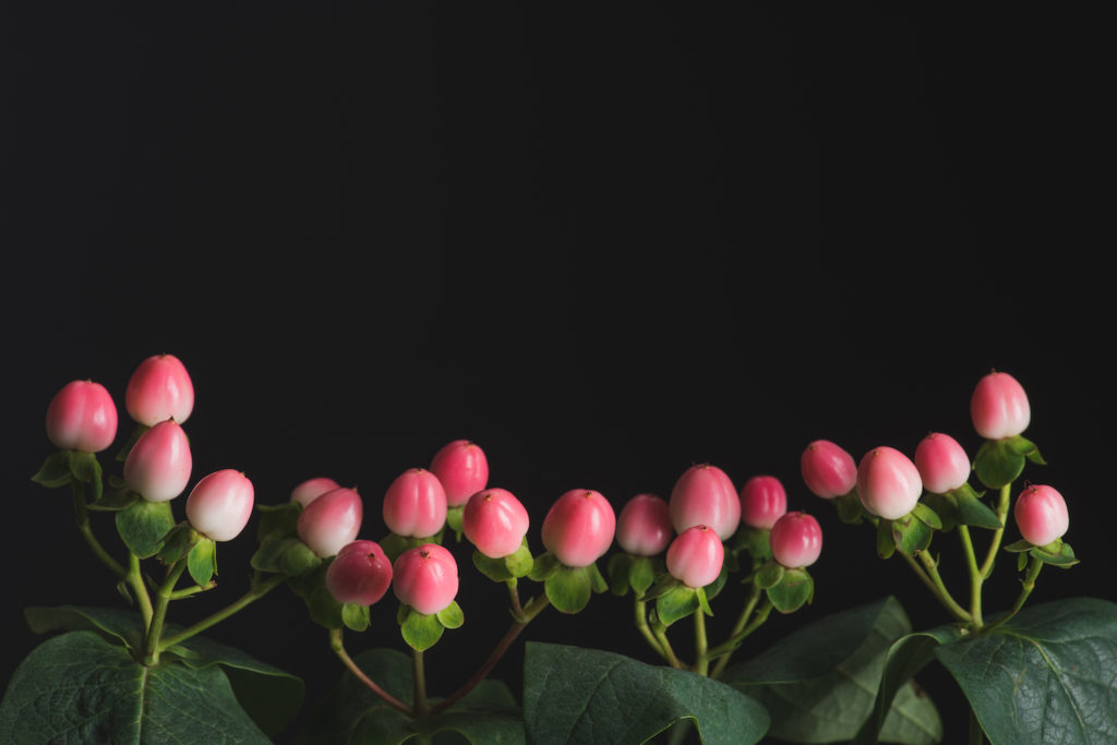 Hypericum Fire Flair filler flowers