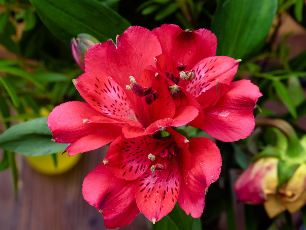 A closeup shot of a beautifully blossomed filler flower, red alstroemeria in a garden