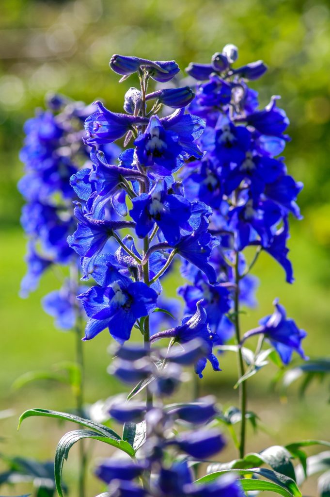 Delphinium stands tall in a garden