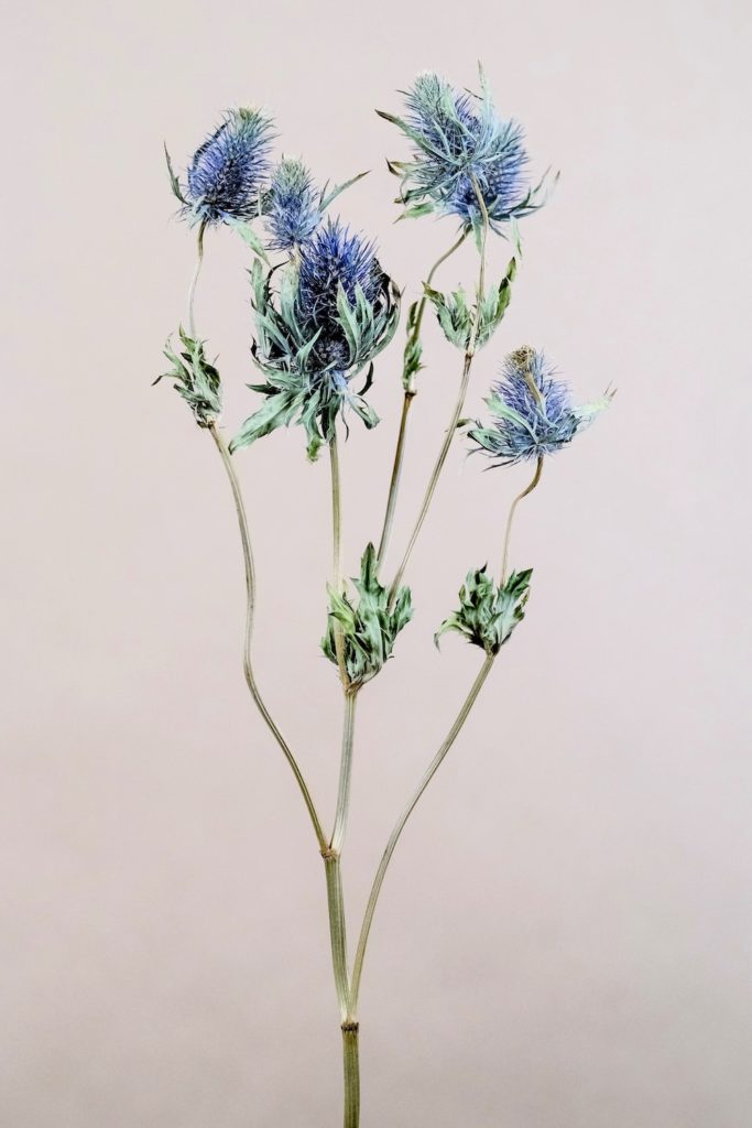Eryngium filler flower