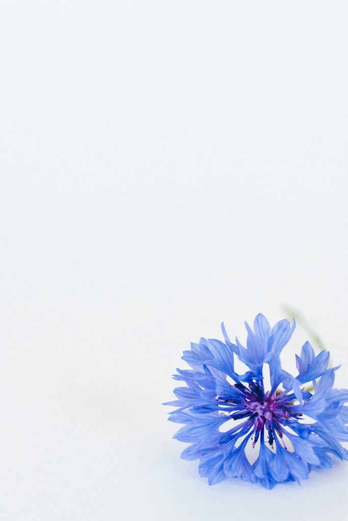 A cornflower rests against a white backdrop