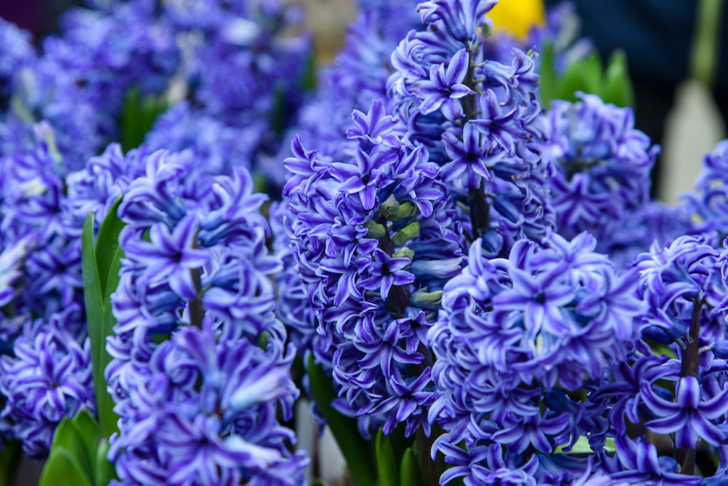 A bunch of blue Hyacinthus in a garden