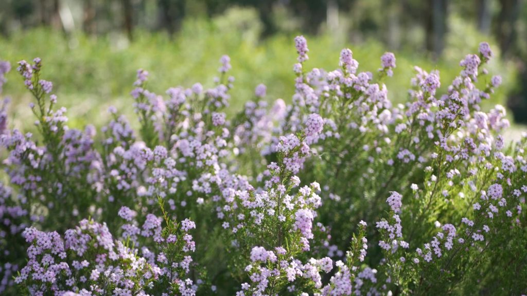 Diosma filler flowers