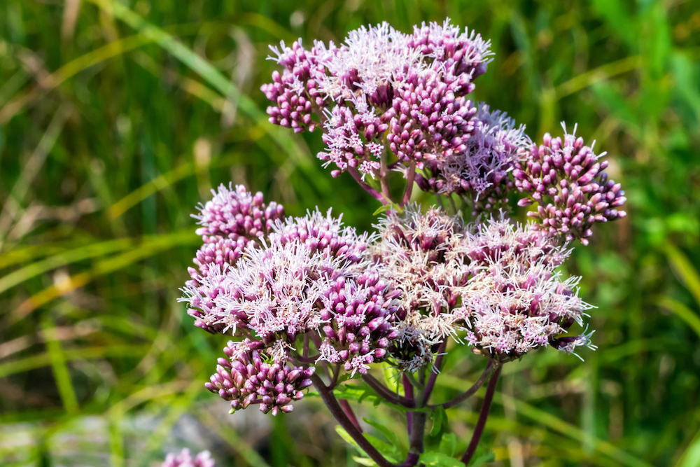 Eupatorium filler flowers