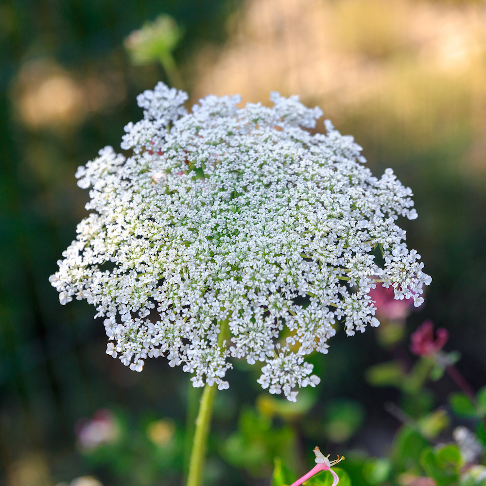 Ammi filler flower