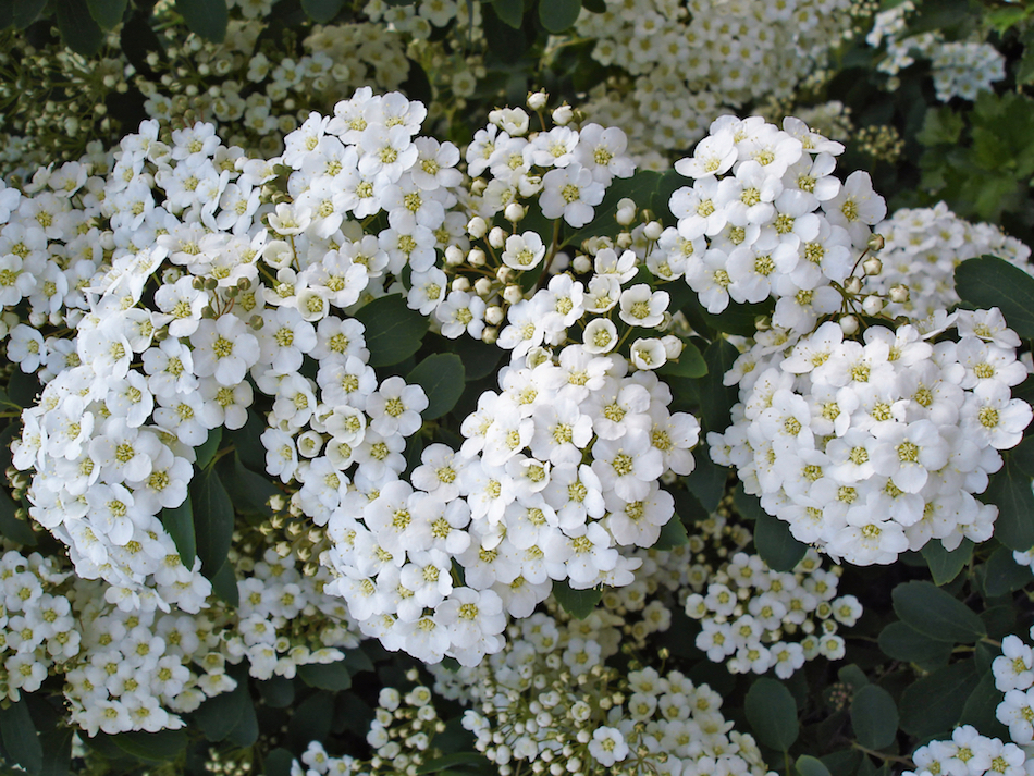 White Spirea filler flower