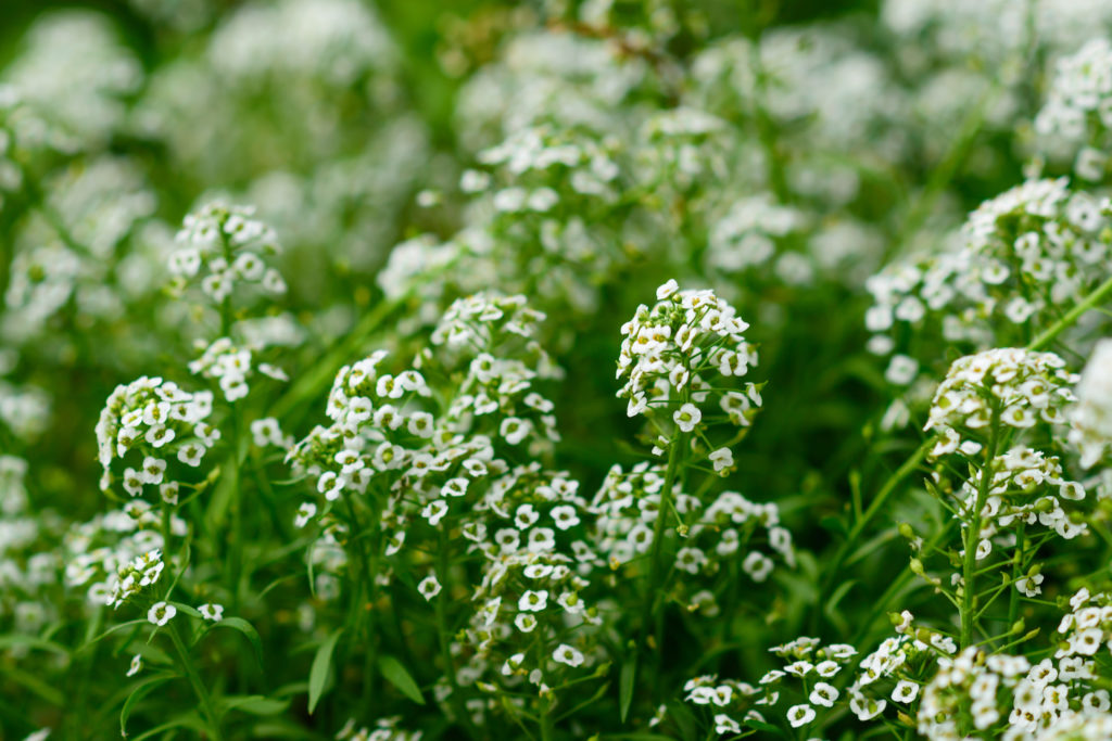 A bunch of Garden Mignonette rest in a field
