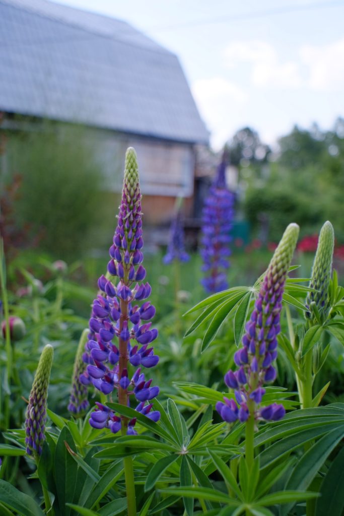 Purple lupines in a garden