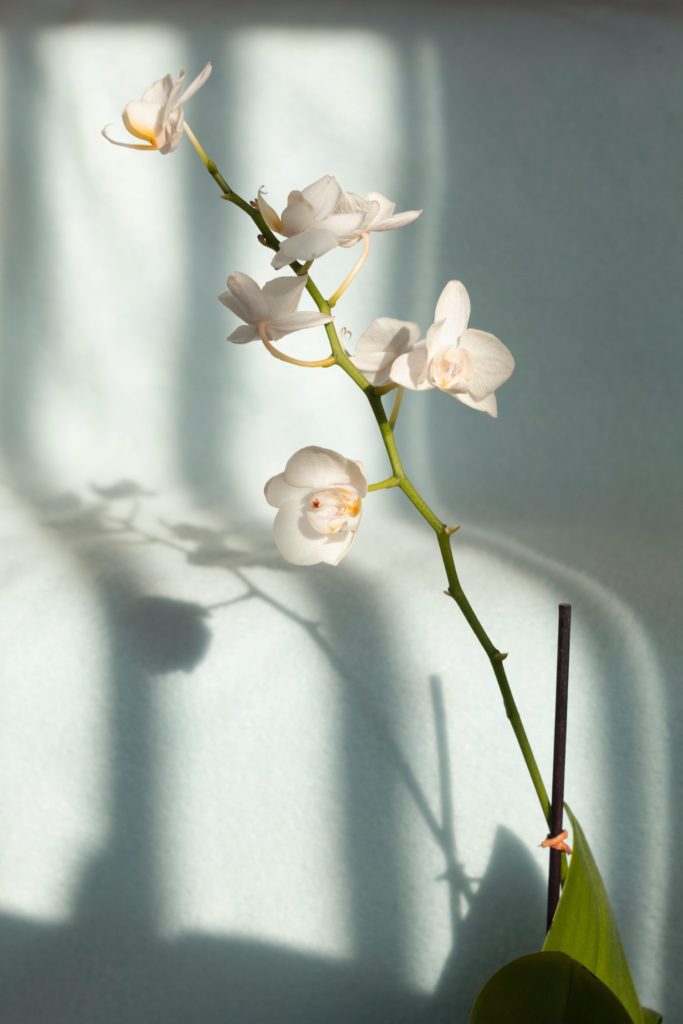 White orchids casting a shadow against a white wall