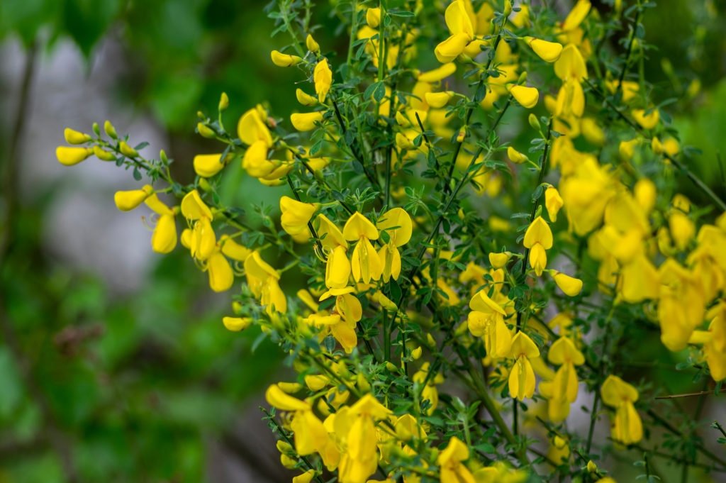 Yellow scotch broom plant in bloom
