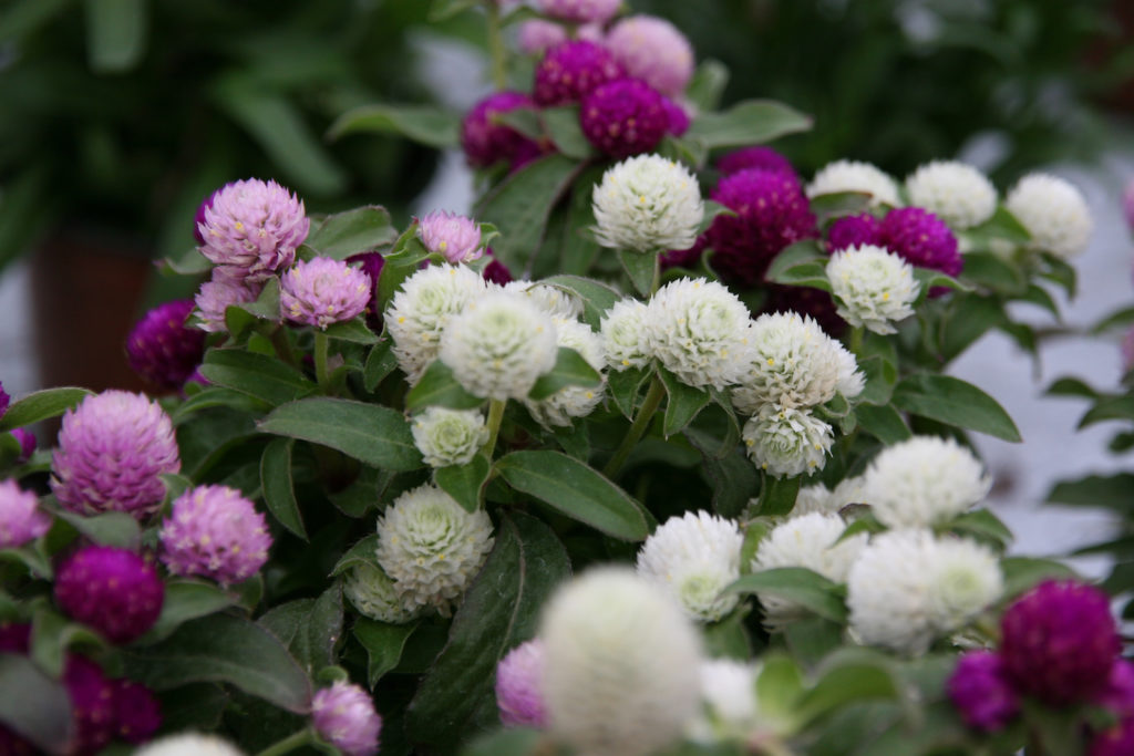 White and purple Gomphrena flowers in the garden