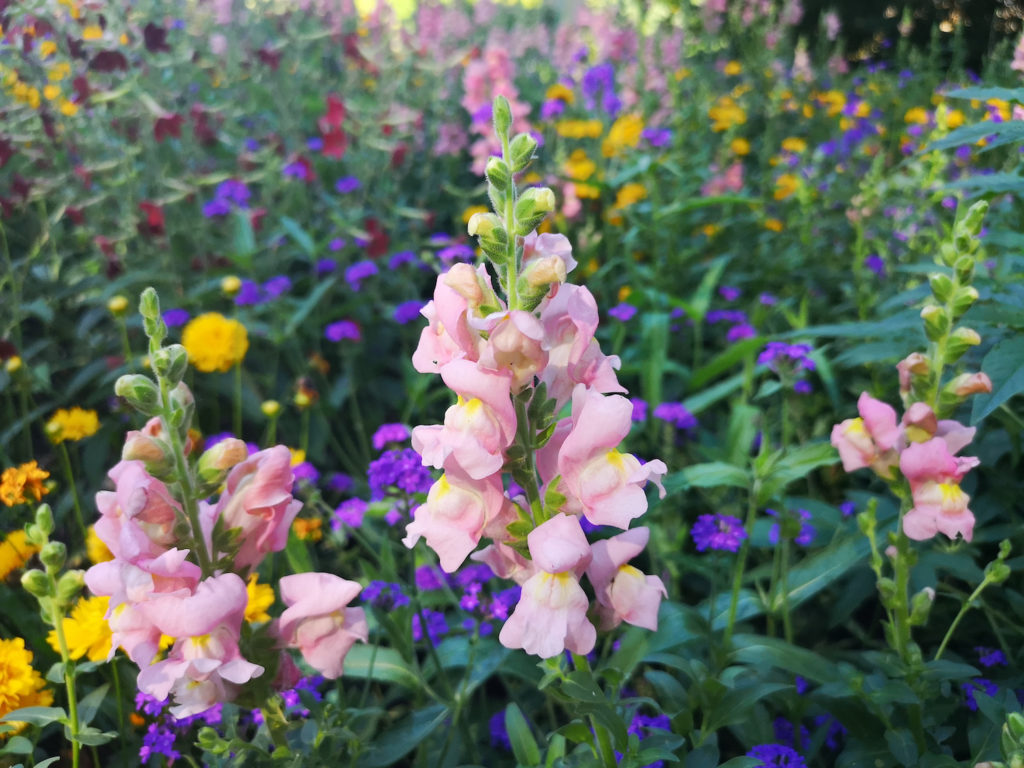 Snapdragon flowers (Antirrhinum) in the garden