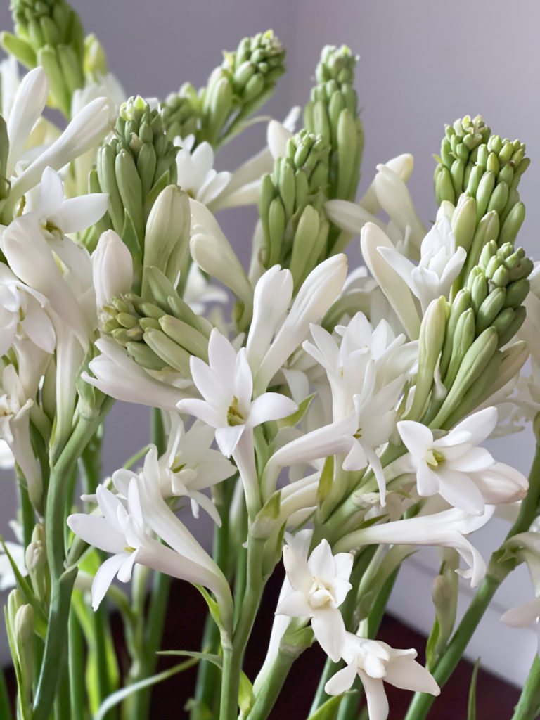 Close up of a set of white tuberose flowers