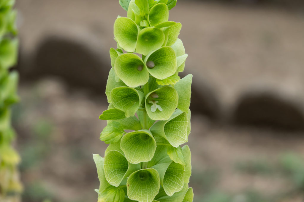 Close up of Bells of Ireland inflorescence in summer