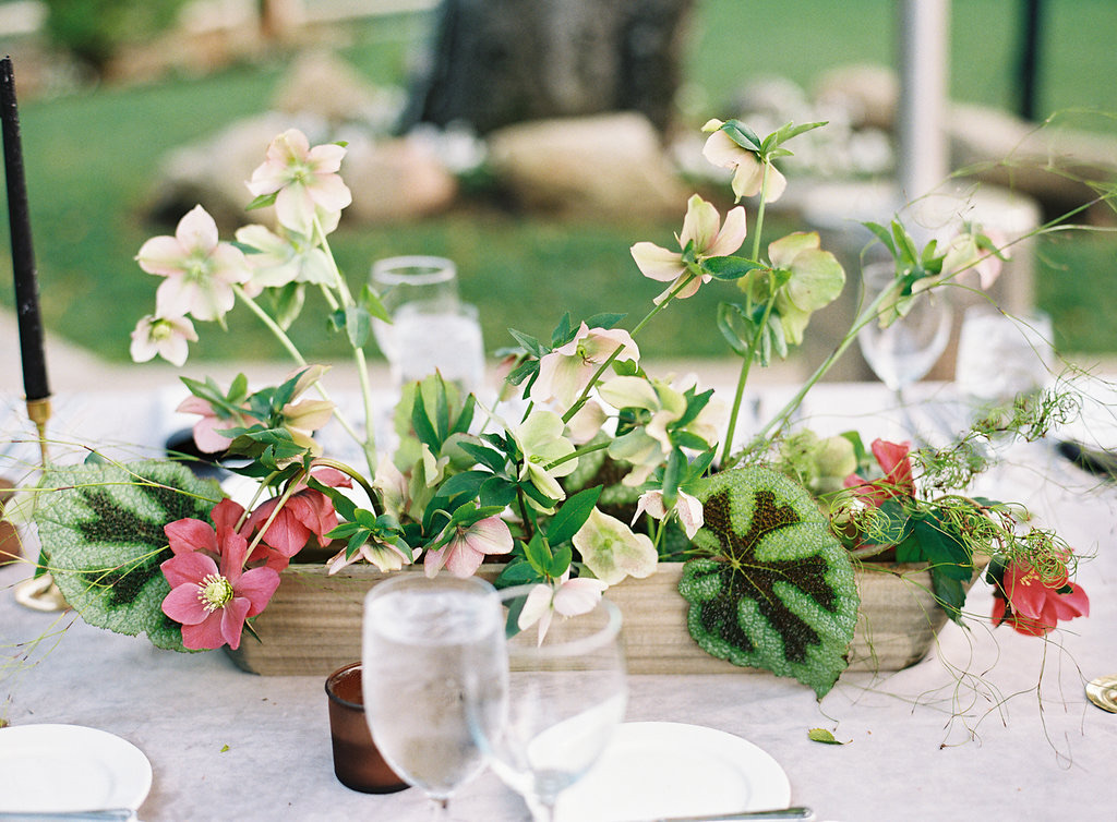 How to Salvage, Hydrate, and Design with Hellebore 