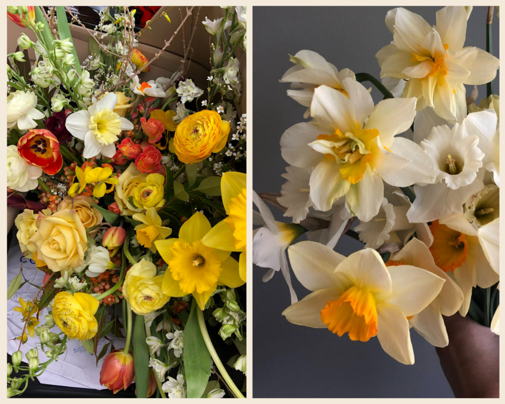 The Floral CoachR, Left: vibrant, golden daffodil tones pair with crisp whites and oranges. Right: a variety of daffodils, including pure white!
