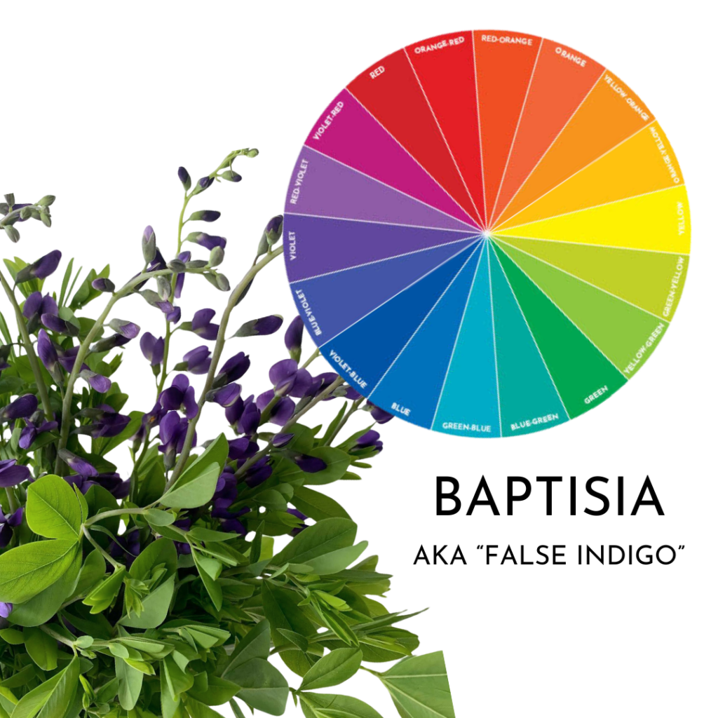 Baptisia plant with green leaves and purple flowers next to a color wheel, labeled 'Baptisia aka False Indigo'.