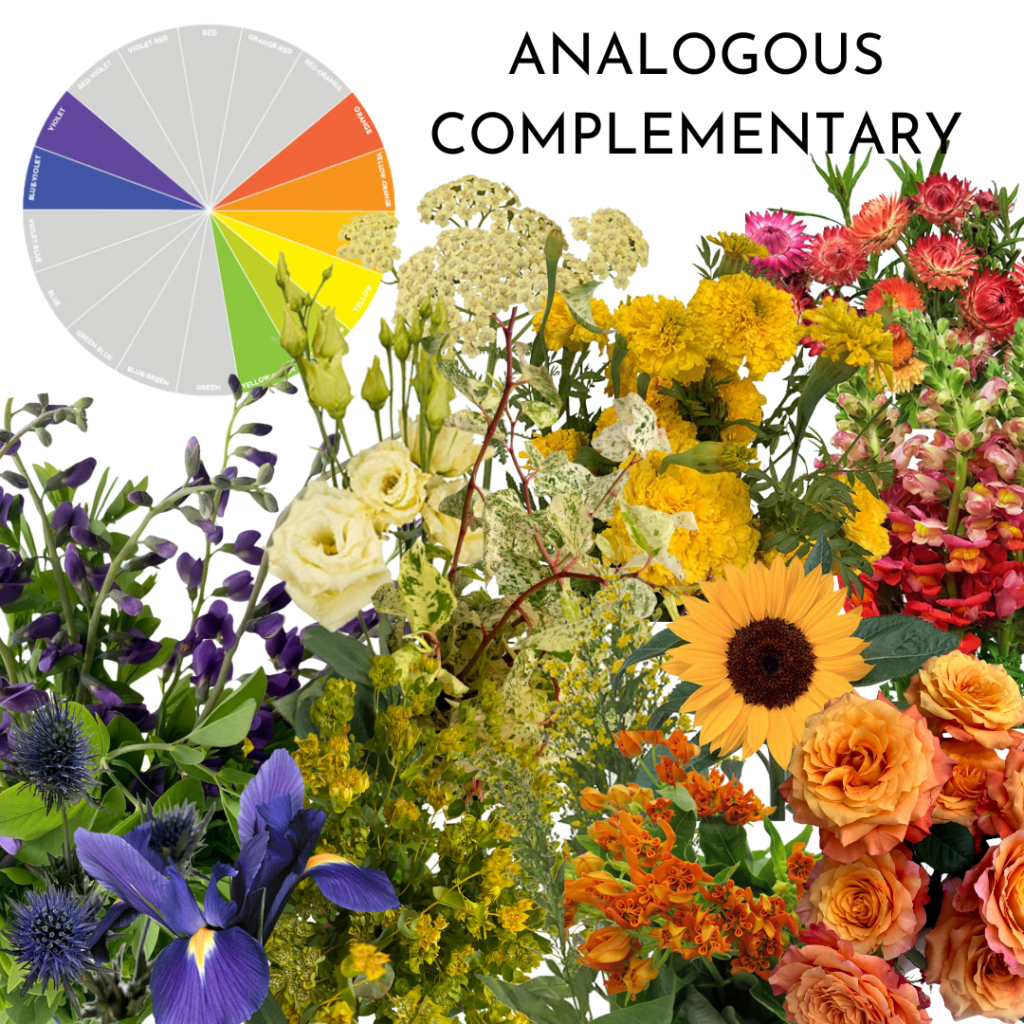 Analogous Complementary floral arrangement featuring flowers in purple, yellow, orange, and red hues, with a color wheel illustrating the analogous complementary color scheme."