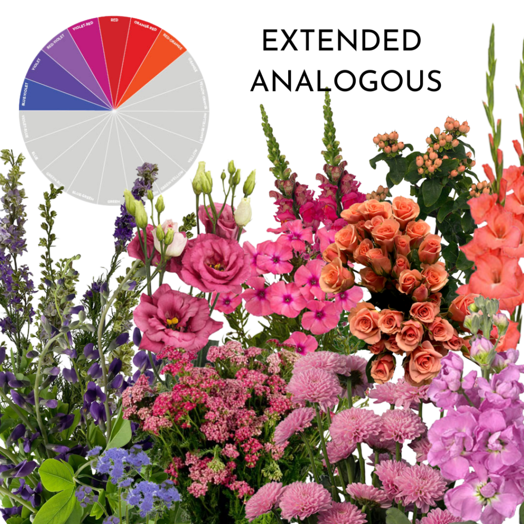 Extended Analogous floral arrangement with various flowers in shades of purple, pink, and orange, with a color wheel showing the analogous color scheme.